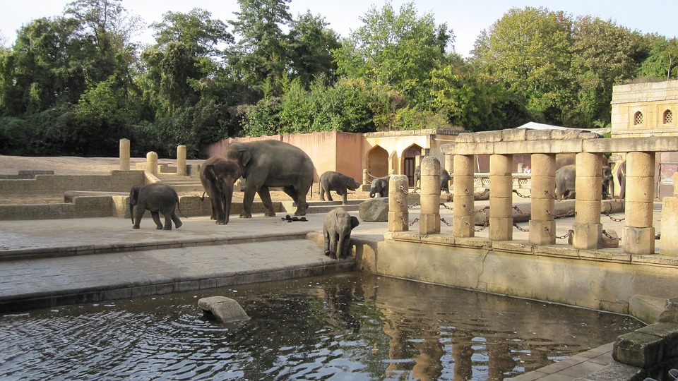 zoo-hannover-66352_960_720