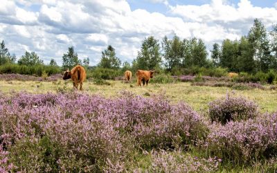 Heideblüten Rundfahrt